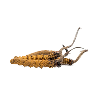 Cordyceps box